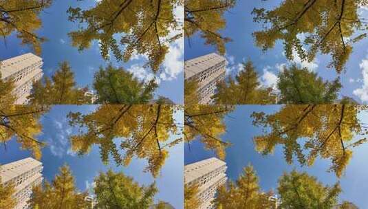秋日银杏与城市建筑景观高清在线视频素材下载