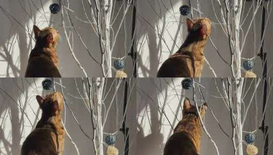 家里午后调皮的猫咪玩树枝高清在线视频素材下载