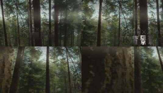 静帧大图 森林树木高清AE视频素材下载