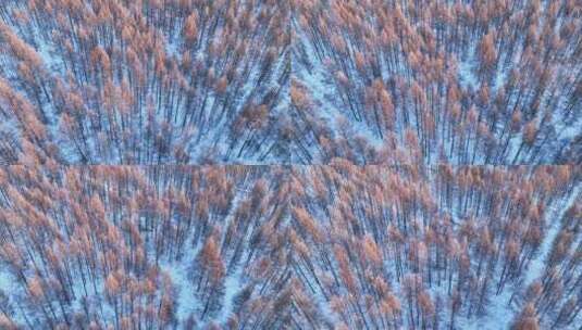 航拍林海雪原夕照红树梢高清在线视频素材下载