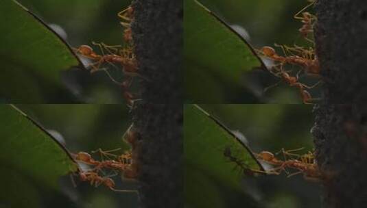 特写蚂蚁在觅食活动高清在线视频素材下载