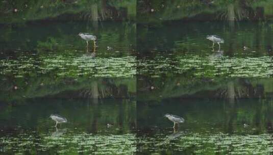 春天雨天杭州西湖水鸟白鹭栖息高清在线视频素材下载