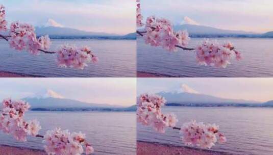 唯美富士山下樱花视频素材高清在线视频素材下载