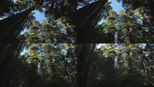 摇摄阳光照射下的森林高清在线视频素材下载