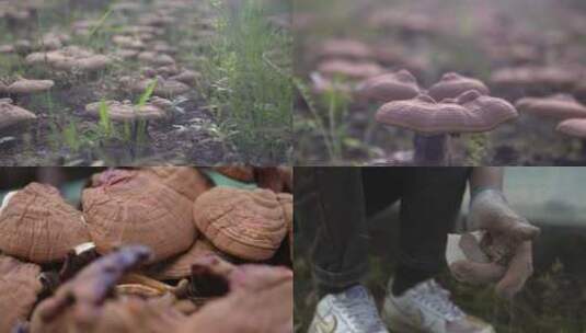 灵芝种植高清在线视频素材下载