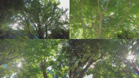 城市美景阳光穿过树叶空镜头高清在线视频素材下载