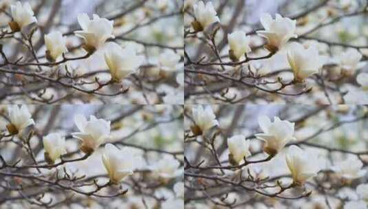 春天盛开的白色玉兰花花朵特写高清在线视频素材下载