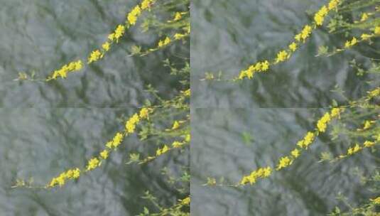 春天的迎春花盛开，清新黄色的小花实拍片段高清在线视频素材下载