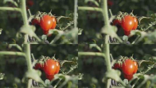 小番茄小西红柿圣女果高清实拍高清在线视频素材下载