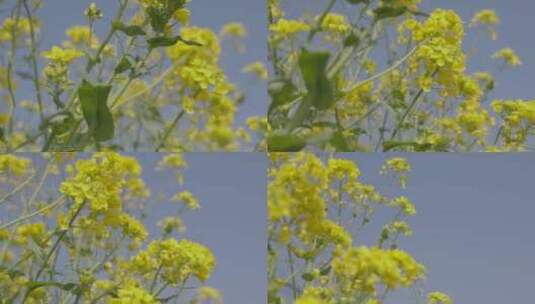 春天里的油菜花开了高清在线视频素材下载