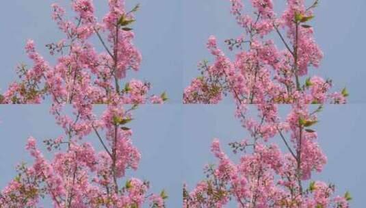 樱花花朵花瓣粉色花开盛开高清在线视频素材下载