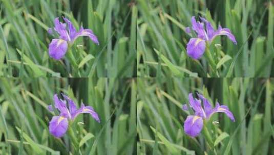 鸢尾花朵高清在线视频素材下载