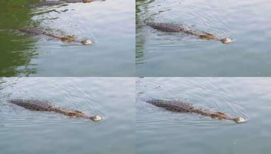 鳄鱼在绿色沼泽水中游泳浑浊的沼泽河泰国亚高清在线视频素材下载