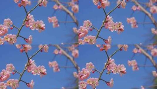 春天梅花盛开 蜜蜂采蜜高清在线视频素材下载