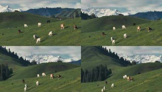 新疆阿勒泰草原牛羊航拍高清在线视频素材下载
