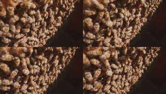 蜜蜂 蜂巢高清在线视频素材下载