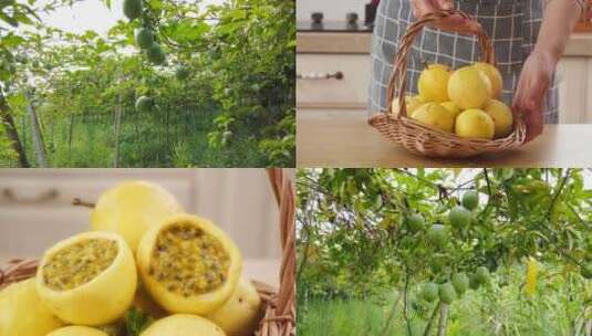 百香果产地 百香果种植 黄金百香果高清在线视频素材下载