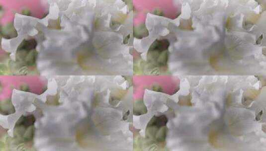 3636_有白色大花瓣的花高清在线视频素材下载