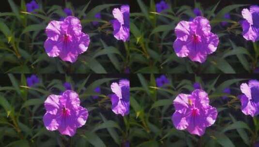 实拍春天百花盛开紫色鲜花高清在线视频素材下载