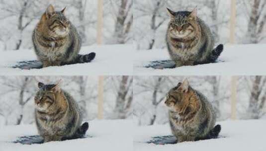 猫坐在雪地里休息高清在线视频素材下载