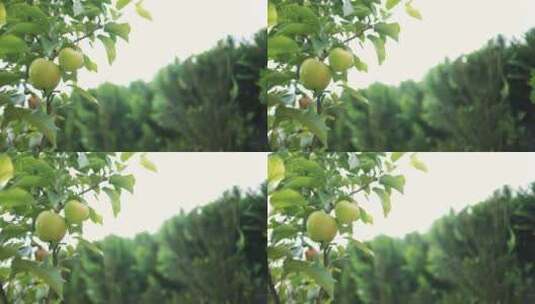 树上的新鲜苹果高清在线视频素材下载