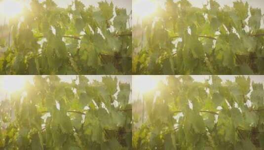 葡萄藤在傍晚的阳光高清在线视频素材下载