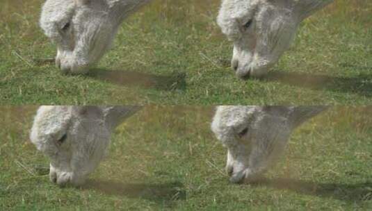 羊驼吃草特写高清在线视频素材下载