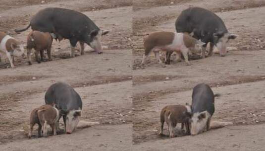 农家院里的猪高清在线视频素材下载