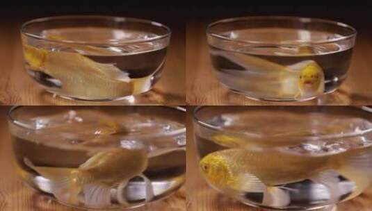 【镜头合集】玻璃鱼缸里的金鱼锦鲤高清在线视频素材下载