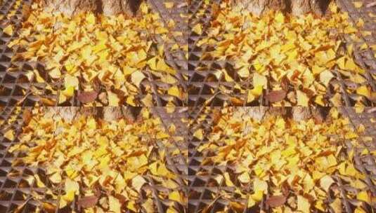 实拍 秋天 泛黄 银杏 树叶 落叶高清在线视频素材下载