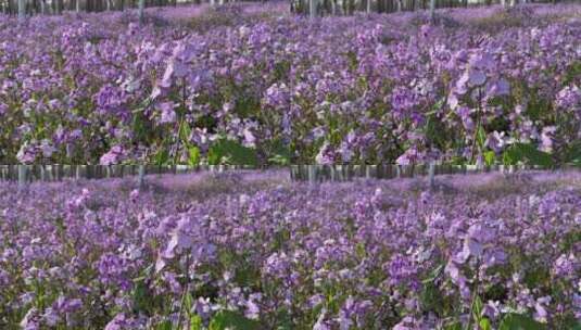 济南卧牛山地质公园二月兰花海，紫色花海高清在线视频素材下载