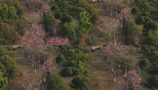 满山盛开的异木棉花高清在线视频素材下载