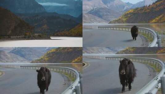 孤独牦牛视频西藏黄昏公路上的黑牦牛高清在线视频素材下载