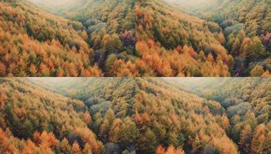 秋天树林美景航拍高清在线视频素材下载
