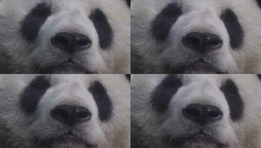 四川卧龙国家级保护动物大熊猫高清在线视频素材下载