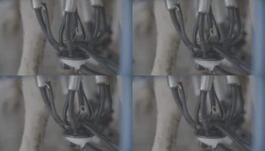 养牛场挤牛奶LOG视频素材高清在线视频素材下载
