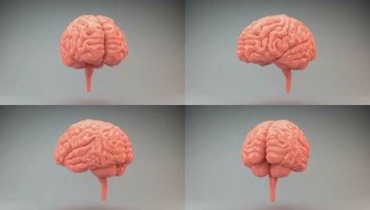 医学 大脑 脑科学 三维 脑ct1 模型高清在线视频素材下载