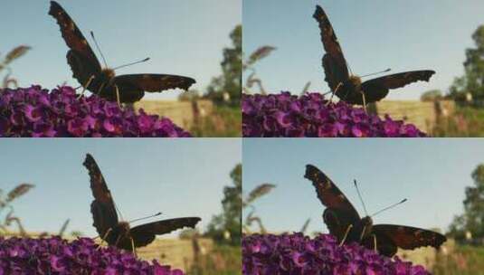 坐在花上的蝴蝶高清在线视频素材下载