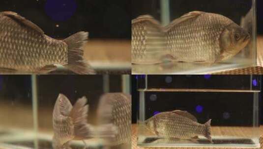 【镜头合集】鱼缸里游动的鲫鱼高清在线视频素材下载