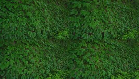 绿叶植物墙爬山虎高清在线视频素材下载