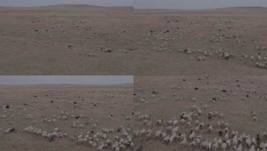 内蒙古呼伦贝尔大草原牛群航拍（灰度）高清在线视频素材下载
