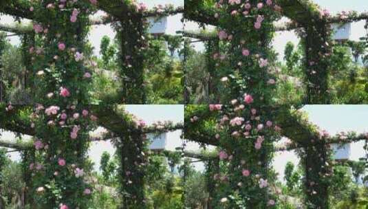 花园花房鲜花蓝天云彩高清在线视频素材下载