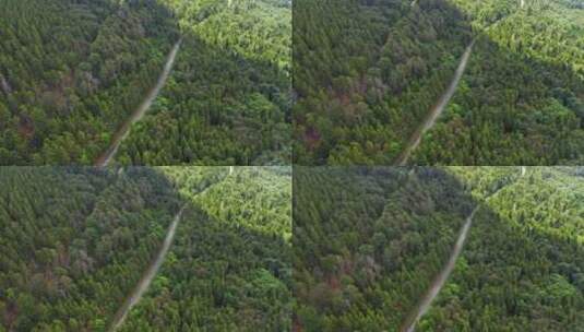 航拍森林中的道路高清在线视频素材下载