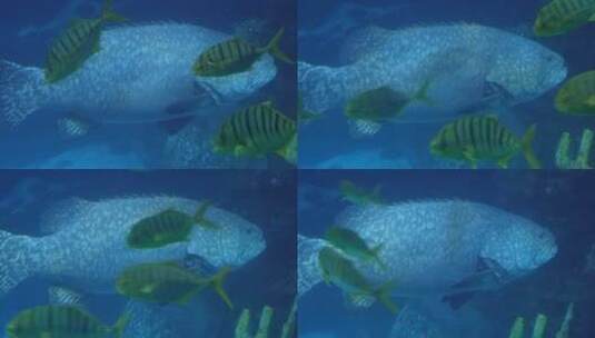 动物园海底世界巨型深海鱼类高清在线视频素材下载