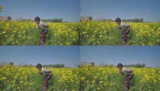 春天中国女性和小朋友在油菜花田地中玩耍高清在线视频素材下载