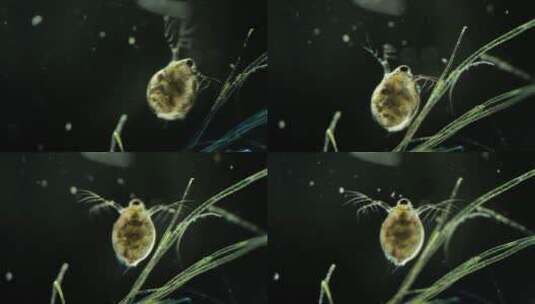 显微镜下的微型动物，枝角类（水蚤）3高清在线视频素材下载
