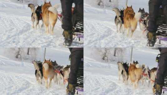 雪橇狗在雪地里拉雪橇高清在线视频素材下载