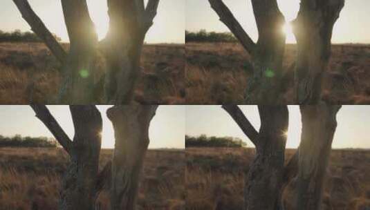 日落时沙漠中的枯树高清在线视频素材下载