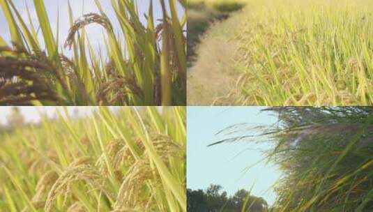 乡间水稻高清在线视频素材下载