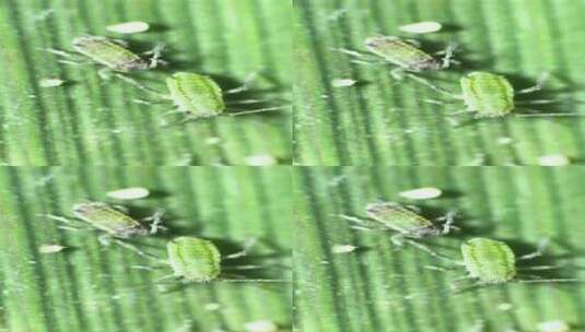自媒体素材 显微镜下的蚜虫2高清在线视频素材下载